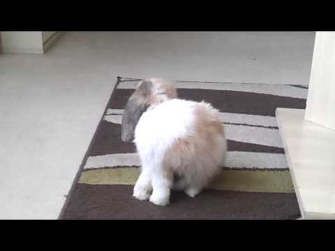 Gary the rabbit