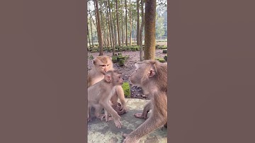 Lily IS upset that Libby has NO milk 😍🍀 #shorts #youtubeshorts