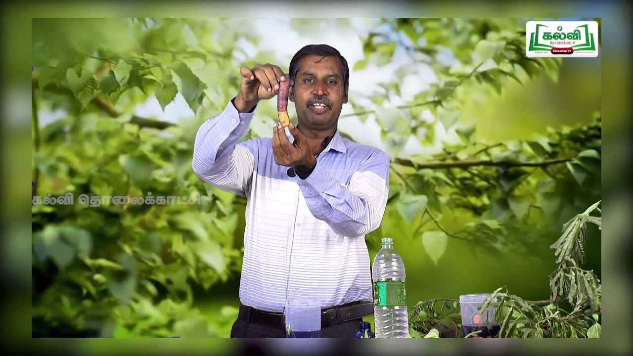 Class 6|வகுப்பு6|அறிவியல் | தாவரங்கள் வாழும் உலகம்| பருவம் 1|  அலகு4| பகுதி1|KalviTv