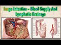 Large Intestine - Colon Blood Supply And Lymphatic Drainage | MedTen