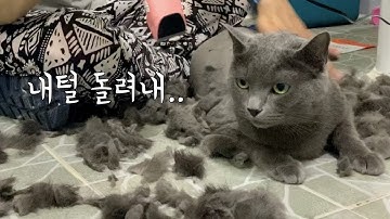 러시안블루 고양이 미용을 해줬더니...