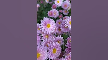 سورة المؤمنون 🌿🤲🏻 #اكسبلور #قرآن #دويتو #المصحف #قران_كريم #لايك #اكتب_شي_تؤجر_عليه #راحة_نفسية