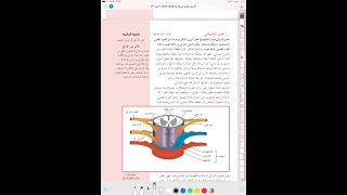 الجهاز العصبي المركزى  -الدرس الثاني ـ الحبل الشوكي