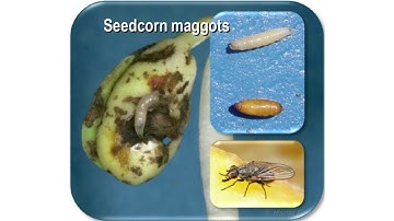 Seedling Diseases and Soybean Seed Treatments