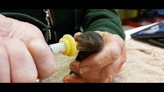 Baby Mink 2022 by Woodlands Wildlife Sanctuary 454 views 2 years ago 1 minute, 49 seconds