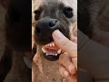 Verletzte Hyäne nach ihrer Rettung #Tiere #shorts Mp3 Song