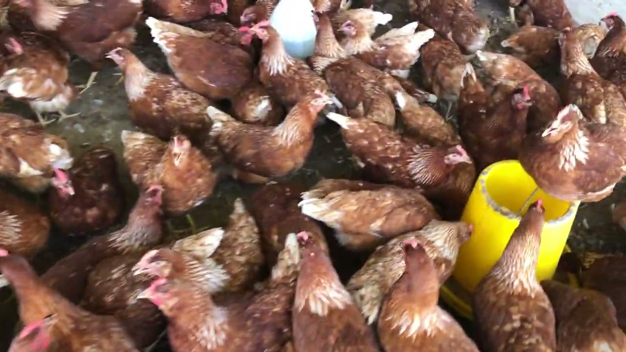 The hen lays eggs # DJ Rin Put chicken feed # DJ Rin​ Chicken walking in a cage # DJ Rin