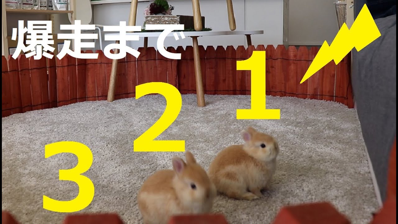 【こんなに楽しそうに走り回るとは、、、】うさぎさんって、結構激しく走ります！笑