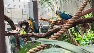 Rainforest @ California Academy of Sciences