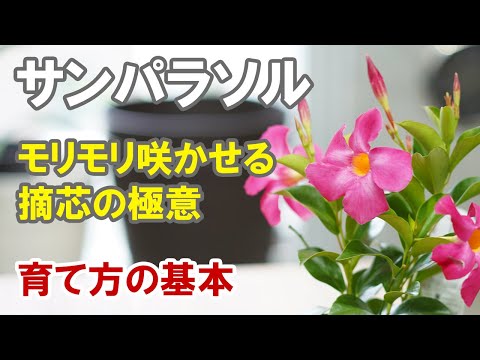 サンパラソルの育て方 冬越し 切り戻し 摘芯の実演 Youtube