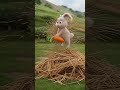 The Bunny’s Rolling Carrot Chaos #ViralShort #FunnyAnimation #PixarStyle #CuteAnimals #CarrotFail 🐇🥕