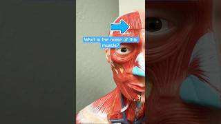 Anatomy #anatomy #biology #nurse #rn #lvn #nursing #nursestudent #medical #shorts #ulcers #muscle