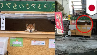 超萌柴犬賣地瓜店舖全自助不用人顧