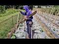 UNIQUE CUCUMBER STAKING METHOD THAT LASTS LONGER! - tools agriculture
