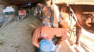 OUR SUFFOLK PUNCH STALLION'S FIRST TIME BEING SHOD! // Draft Horse Training #462
