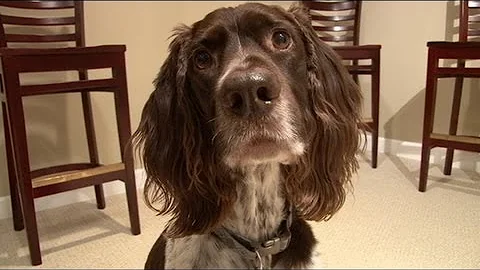 Find Out How Smart Your Dog Is With Dognition