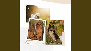 Pulsating Ambience for Dog Having Fun