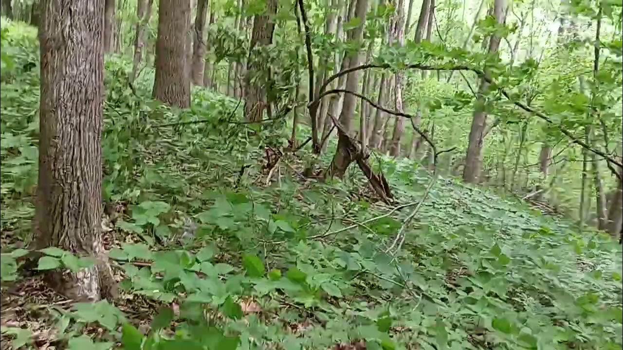 walking the Appalachian trail near Pearisburg Virginia YouTube