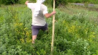 Огород в бурьянах (пробы) Весна 2015 + стих "Песнь дворника" Огород в бурьянах (пробы) Весна 2015 + стих "Песнь дворника"