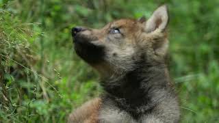 Video 2 Wolf Cub Music B