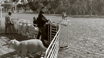 Sheep 3-Way Weigh Drafting Crate