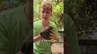 Il Miglior Mangime Per Galline