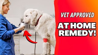 5 Ways to STOP Gut Issues & Diarrhea at HOME!  Vet Approved!