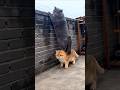 cat Tumko gym Jana Hoga🫢#cat #shorts
