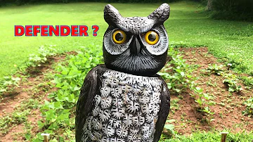 What birds are afraid of fake owls?