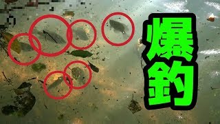 『わりばしで作った竿』が、めちゃくちゃ魚が釣れる！【新発想】