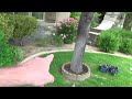 How to Remove Tree Roots Made Easy/Preview