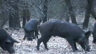 Ok ile mükemmel atışlar   Avcı dediğin böyle olacak