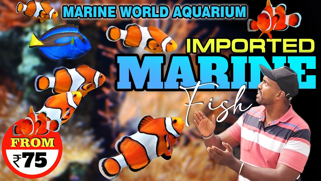 கடலில் வாழும் கலர் மீன்களின் விலை இவ்வளவுதானா? Best Quality Imported Marine Fish 