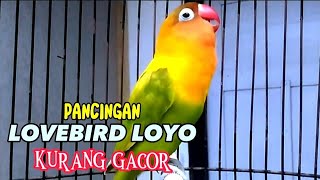 Paling jitu memancing Emosi Lovebird LOYO Malas bunyi,LB FEIGHTER NGEKEK PANJANG