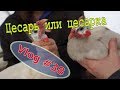 Цесарка самец! Как отличить. Утренняя управа // Юлия Артуровна