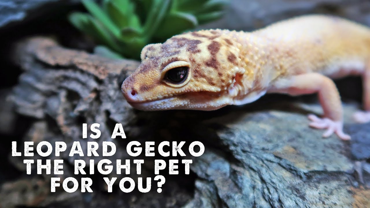 a pet gecko