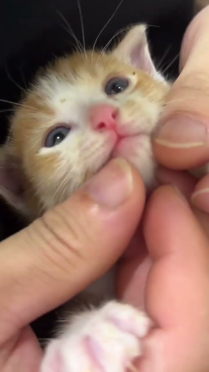 Je cherche nom pour bébé chaton
