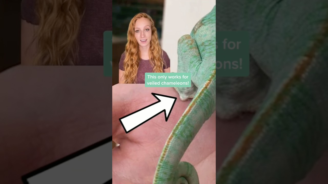 How to tell if you have a boy or girl veiled chameleon
