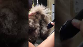 How to Prevent Shaving a Matted Pomeranian Heiny