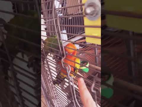 Conure trying to attack my finger