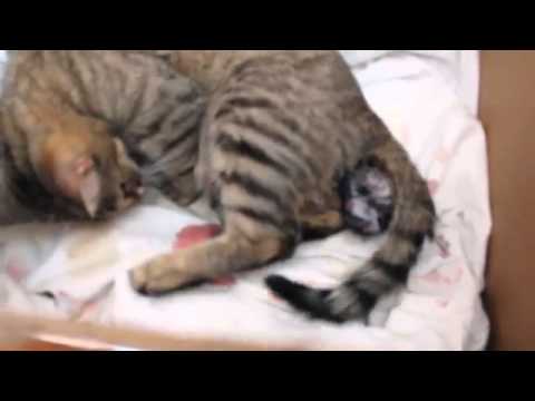 роды бенгальской кошки в домашних условиях видео