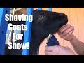 HOW to SHAVE A JUNIOR DOE for SHOW