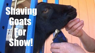 HOW to SHAVE A JUNIOR DOE for SHOW