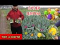 Садимо Цвітну капусту різнокольорову  4 СОРТИ