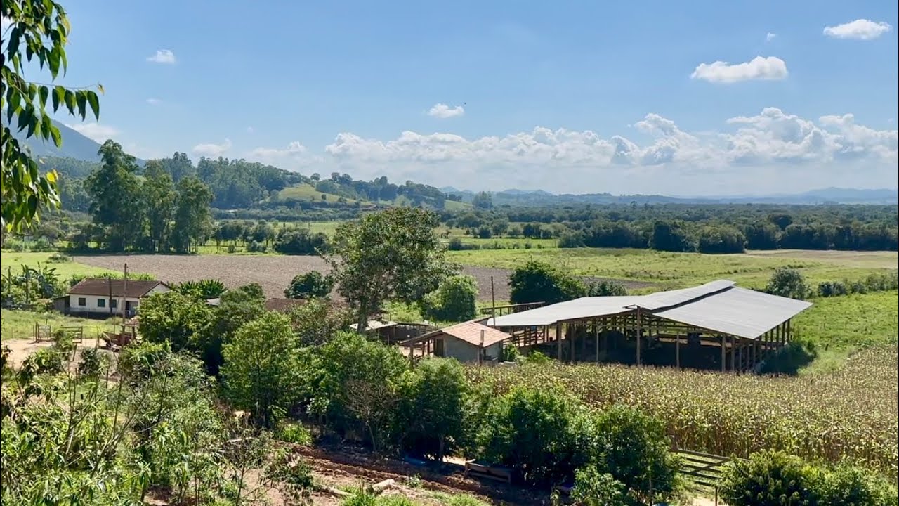 Fazendinha de 60 hectares com Confinamento de Vacas Leiteiras e Gado de Engorda.