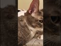 Jax in my video with pictures and short videos in it