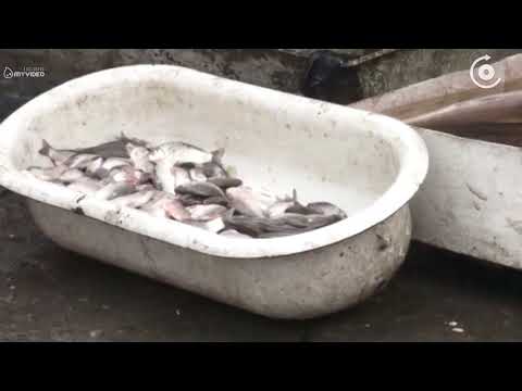 ანტისანიტარია ყველის და თევზის სექციებში   რომელ ბაზარს შეუჩერდა მუშაობა