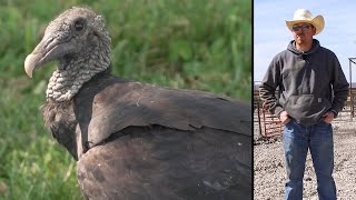 Mitigating Nuisance Black Vultures: Jeff