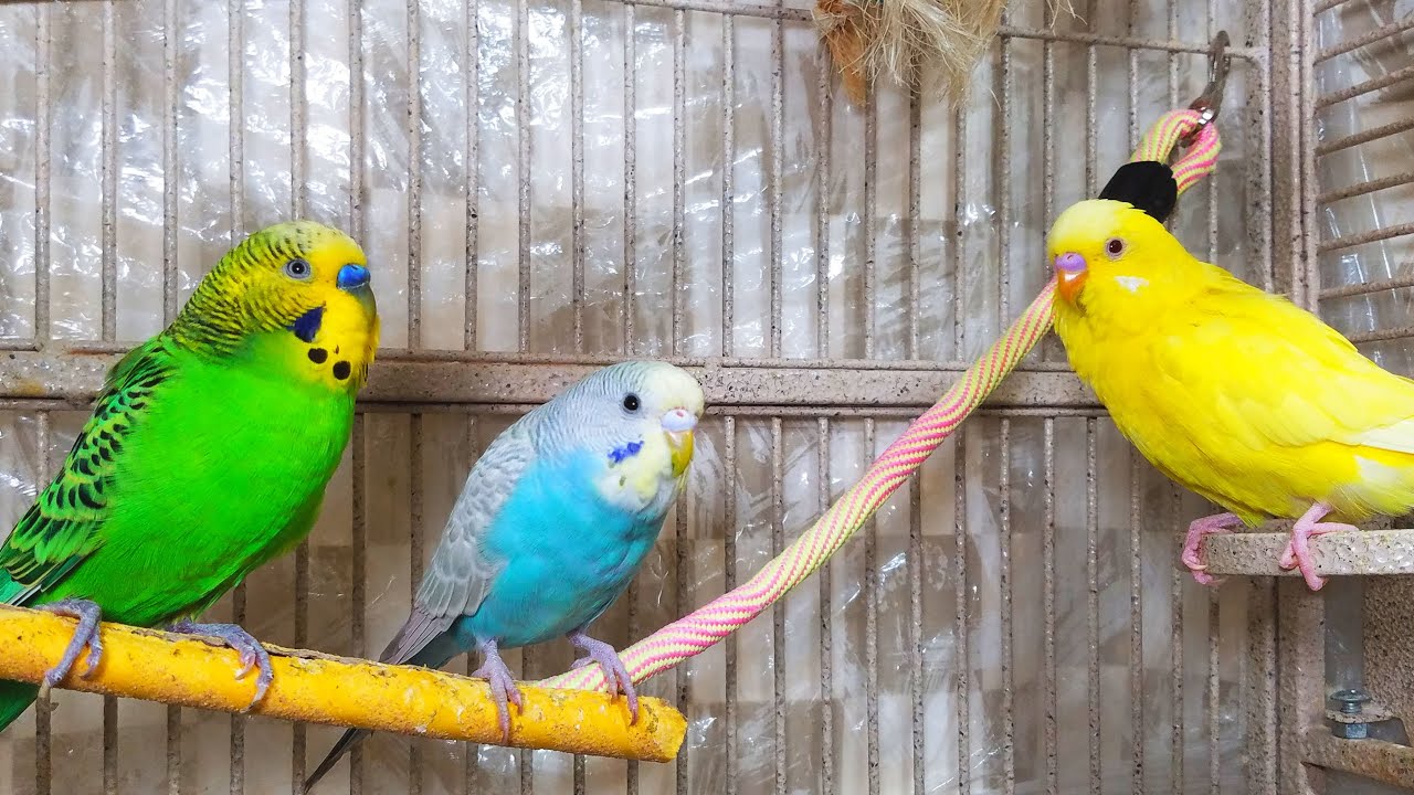1 Hr Budgies Chirping. Play This to Make Quiet Budgies Chirp. Parakeet