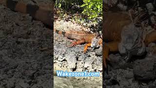 Iguana chillin #floridakeys #jetskitours #keywest #letsride #marathon #miamiyachts #ballin #pwc